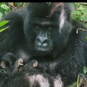 NACEN GEMELOS DE GORILA DE MONTAÑA EN VIRUNGA, UN AVANCE CLAVE PARA LA CONSERVACIÓN