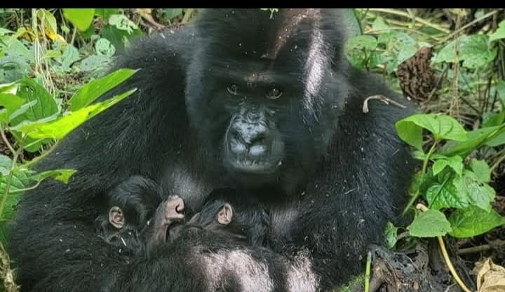 mono 1 NACEN GEMELOS DE GORILA DE MONTAÑA EN VIRUNGA, UN AVANCE CLAVE PARA LA CONSERVACIÓN