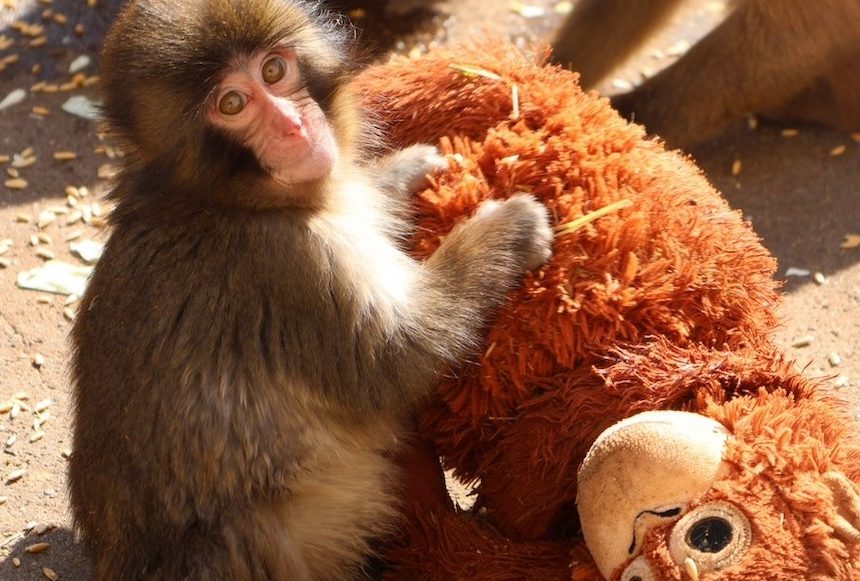 1 BEBÉ MACACO SE VUELVE ATRACCIÓN EN ZOOLÓGICO DE JAPÓN TRAS CONMOVEDORA HISTORIA EN REDES SOCIALES Y ATRAE TODA LA ATENCIÓN.