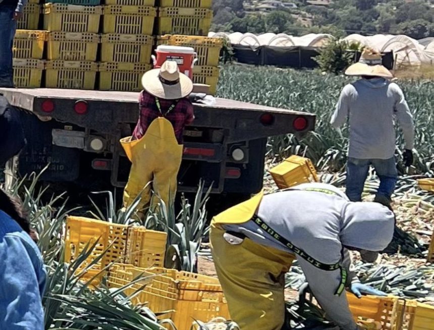 JUSTICIA DE EE. UU. ACUSA A FAMILIA POR EXPLOTACIÓN LABORAL DE TRABAJADORES MIGRANTES EN GRANJAS AGRÍCOLAS