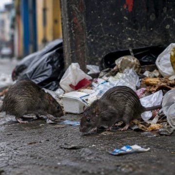CONFIRMAN TRES MUERTES POR HANTAVIRUS EN VENEZUELA; AUTORIDADES DESCARTAN RIESGO DE CONTAGIO MASIVO